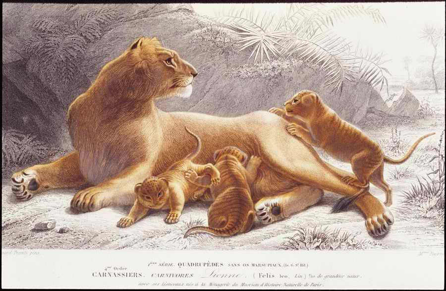 Italian Fine Art, Prints & Photographs - Photodisc ></a>
<script language=JavaScript> 
  var txt = 