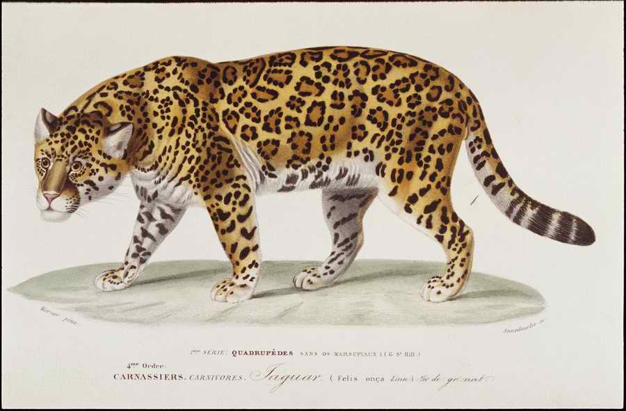 Italian Fine Art, Prints & Photographs - Photodisc ></a>
<script language=JavaScript> 
  var txt = 