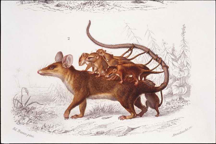 Italian Fine Art, Prints & Photographs - Photodisc ></a>
<script language=JavaScript> 
  var txt = 