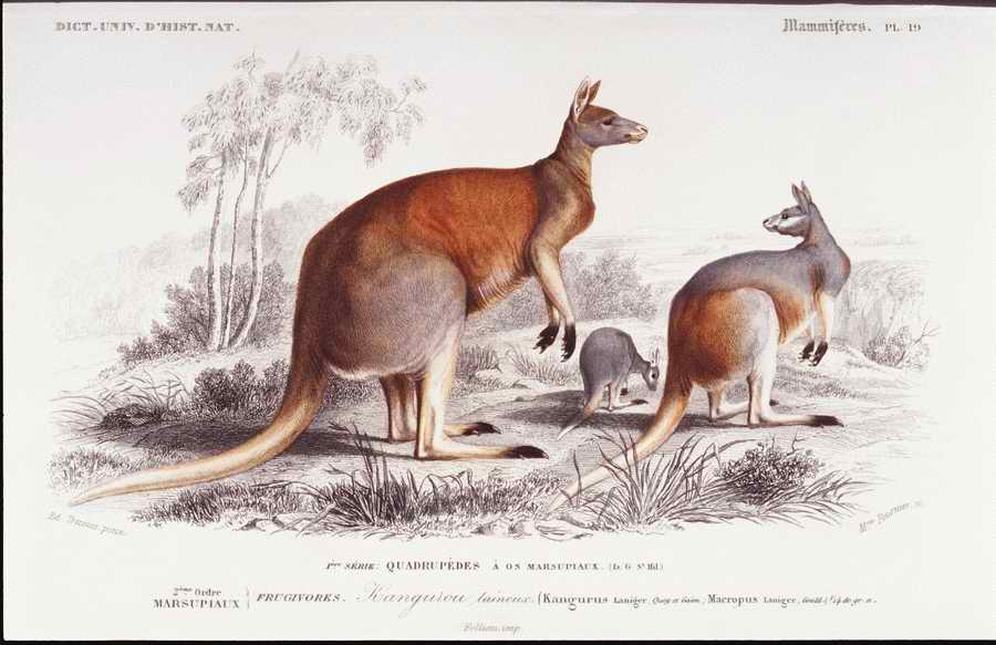 Italian Fine Art, Prints & Photographs - Photodisc ></a>
<script language=JavaScript> 
  var txt = 