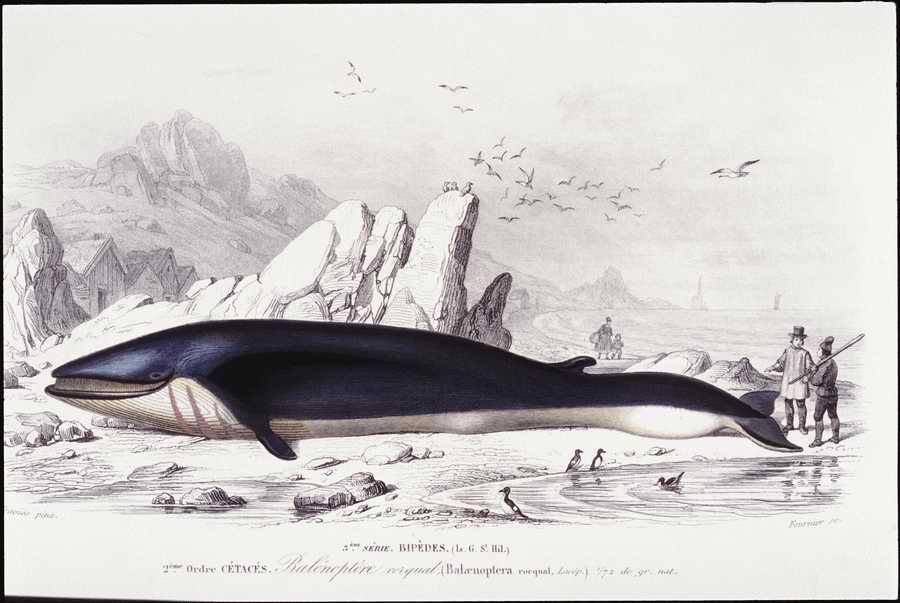 Italian Fine Art, Prints & Photographs - Photodisc ></a>
<script language=JavaScript> 
  var txt = 