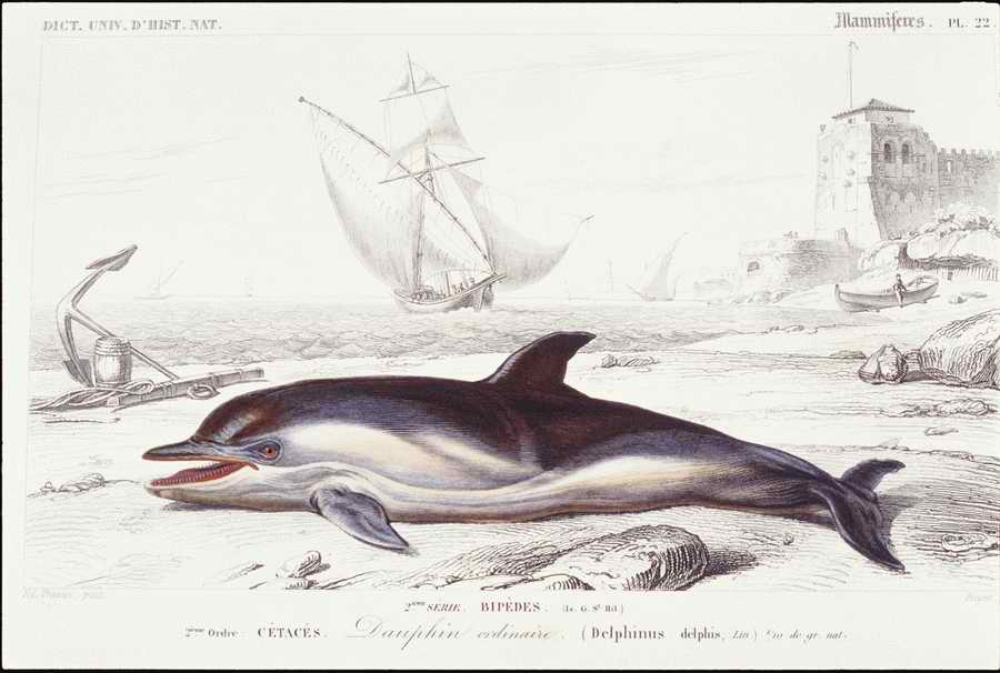 Italian Fine Art, Prints & Photographs - Photodisc ></a>
<script language=JavaScript> 
  var txt = 