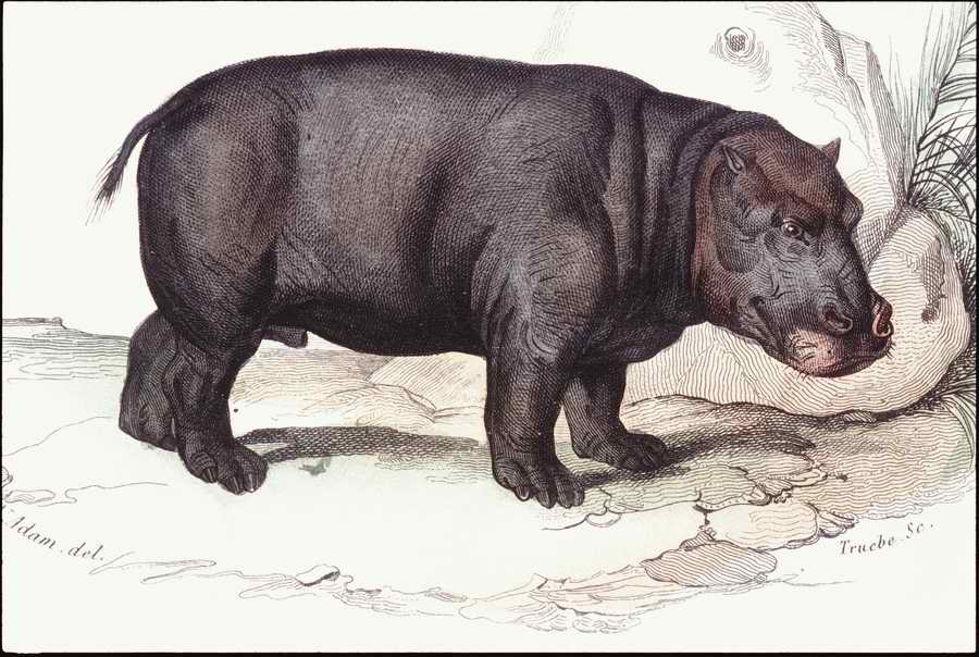 Italian Fine Art, Prints & Photographs - Photodisc ></a>
<script language=JavaScript> 
  var txt = 