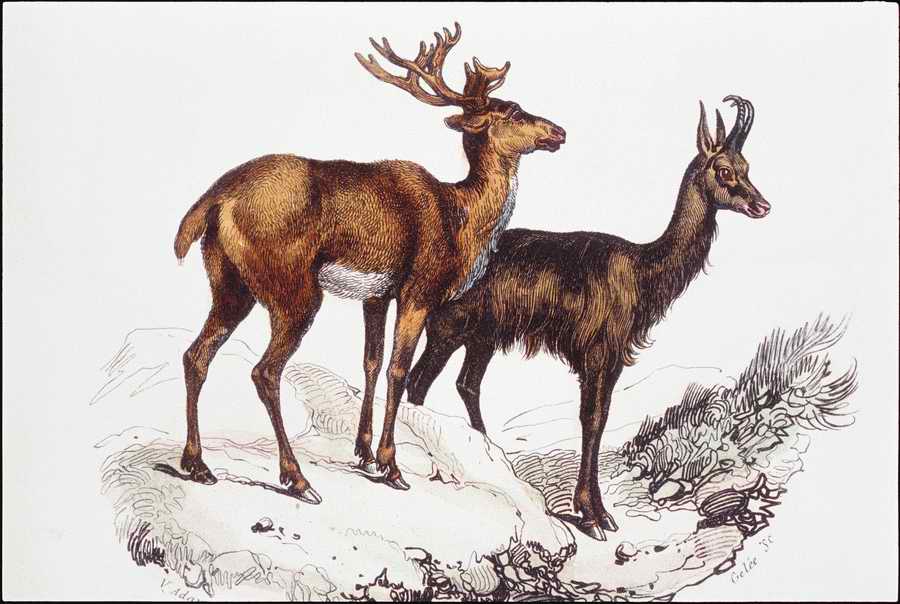 Italian Fine Art, Prints & Photographs - Photodisc ></a>
<script language=JavaScript> 
  var txt = 