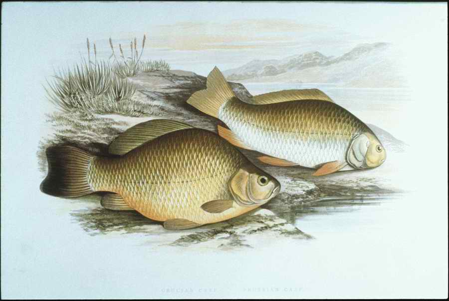 Italian Fine Art, Prints & Photographs - Photodisc ></a>
<script language=JavaScript> 
  var txt = 