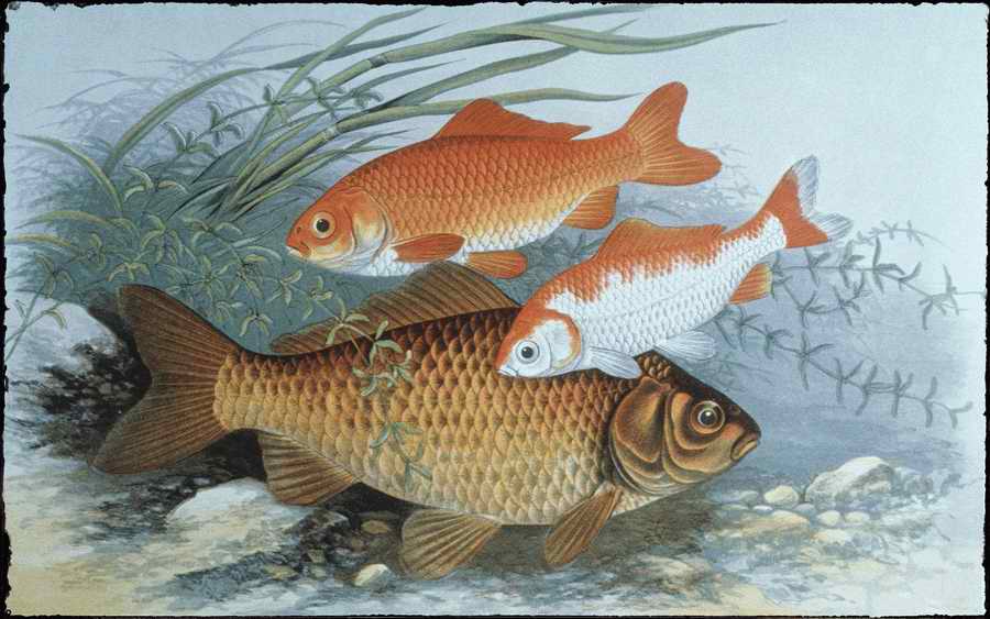 Italian Fine Art, Prints & Photographs - Photodisc ></a>
<script language=JavaScript> 
  var txt = 