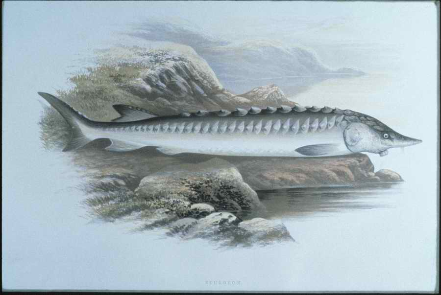 Italian Fine Art, Prints & Photographs - Photodisc ></a>
<script language=JavaScript> 
  var txt = 