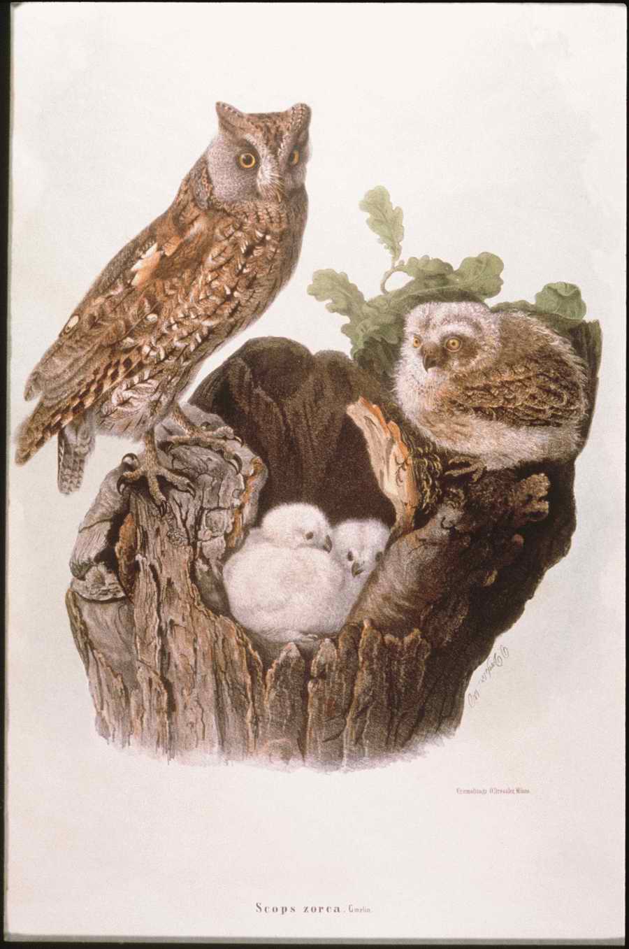 Italian Fine Art, Prints & Photographs - Photodisc ></a>
<script language=JavaScript> 
  var txt = 