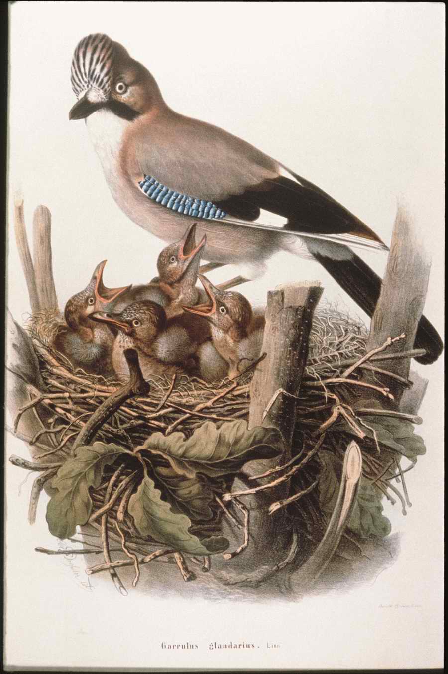 Italian Fine Art, Prints & Photographs - Photodisc ></a>
<script language=JavaScript> 
  var txt = 