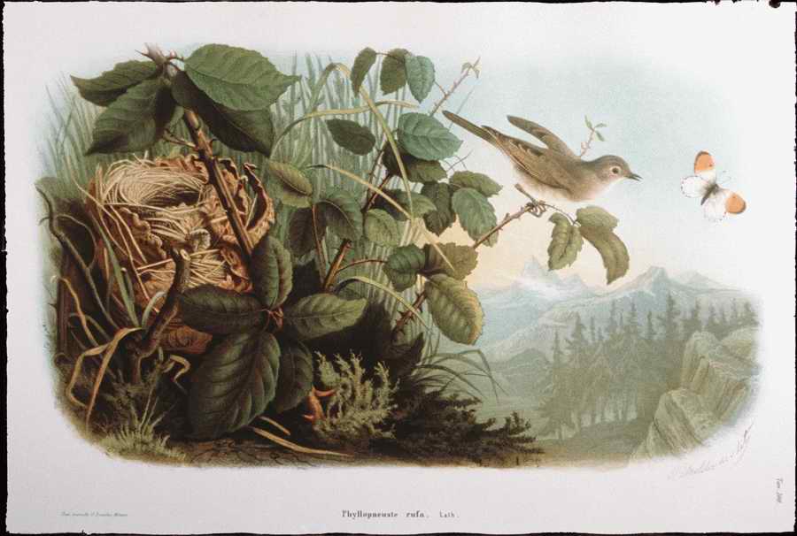 Italian Fine Art, Prints & Photographs - Photodisc ></a>
<script language=JavaScript> 
  var txt = 