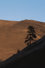 Photodisc: Nature Scenes 