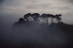 Photodisc: Nature Scenes 