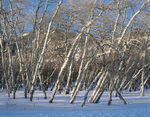 Photodisc: Nature Scenes 