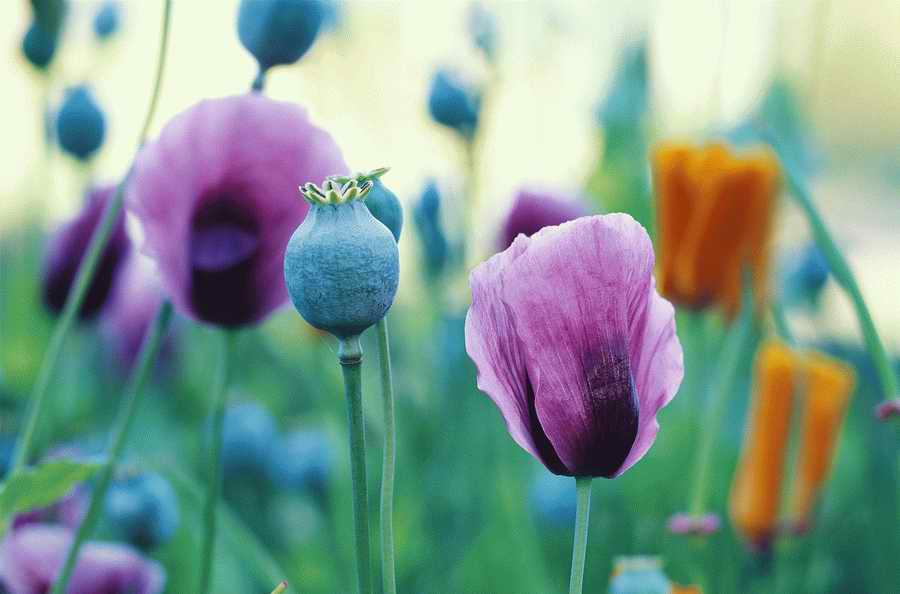 Nature Scenes - Photodisc ></a>
<script language=JavaScript> 
  var txt = 