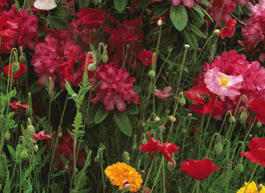 Nature Scenes - Photodisc ></a>
<script language=JavaScript> 
  var txt = 