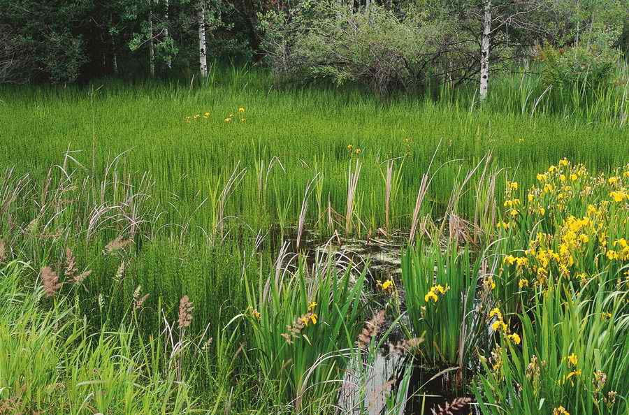 Nature Scenes - Photodisc ></a>
<script language=JavaScript> 
  var txt = 