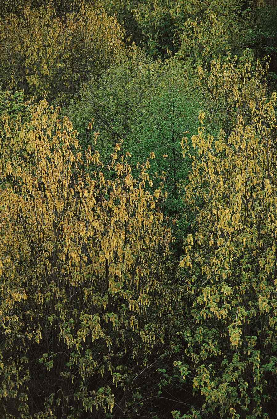 Nature Scenes - Photodisc ></a>
<script language=JavaScript> 
  var txt = 