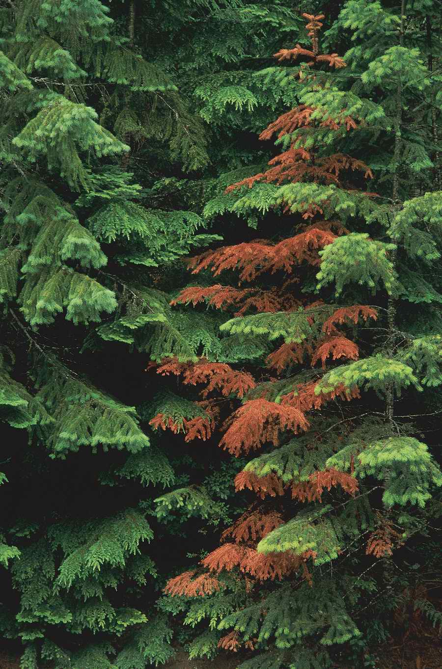 Nature Scenes - Photodisc ></a>
<script language=JavaScript> 
  var txt = 