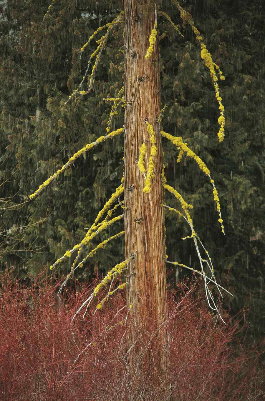 Nature Scenes - Photodisc ></a>
<script language=JavaScript> 
  var txt = 