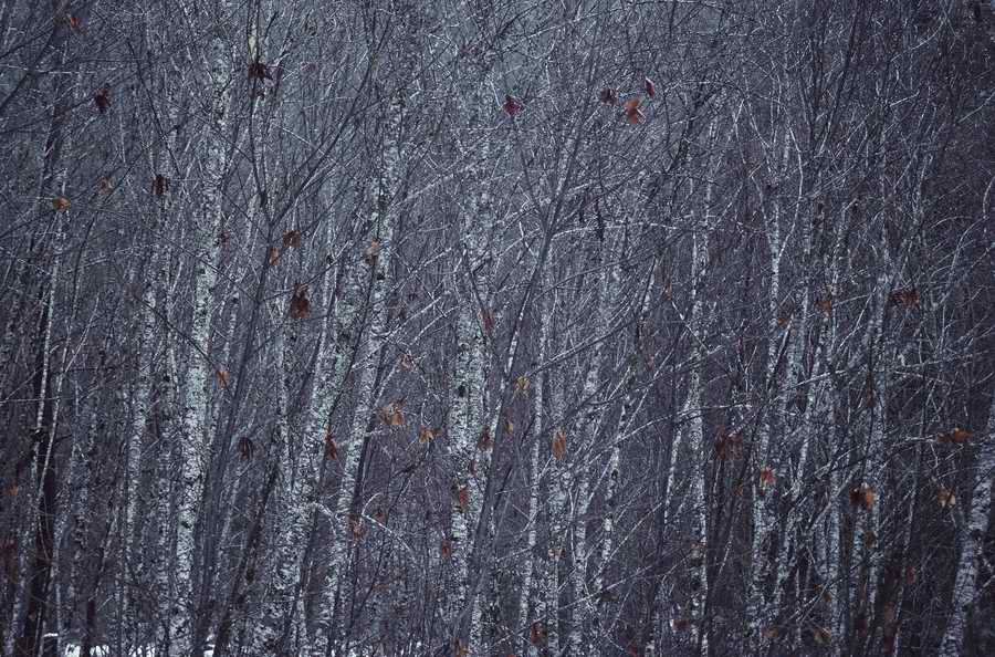 Nature Scenes - Photodisc ></a>
<script language=JavaScript> 
  var txt = 