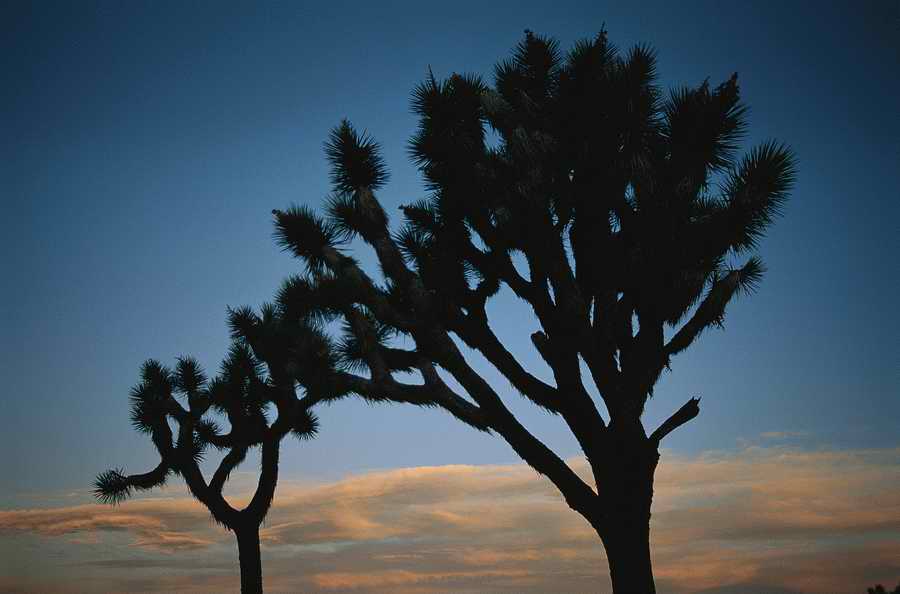 Nature Scenes - Photodisc ></a>
<script language=JavaScript> 
  var txt = 