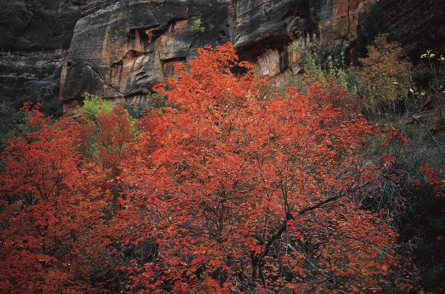 Nature Scenes - Photodisc ></a>
<script language=JavaScript> 
  var txt = 