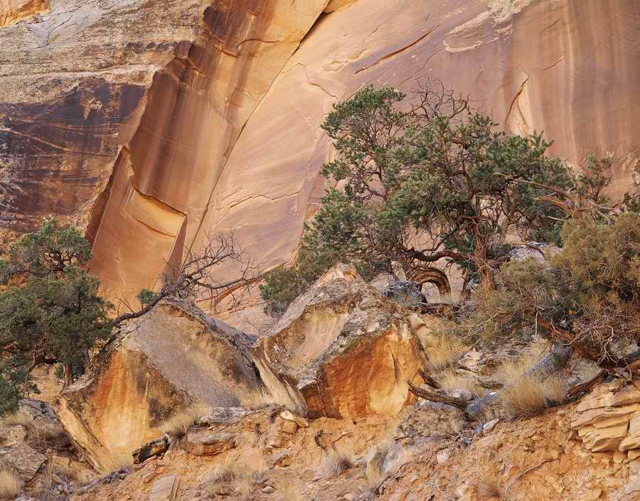 Nature Scenes - Photodisc ></a>
<script language=JavaScript> 
  var txt = 