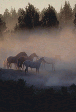 Photodisc: Nature, Wildlife & Environment 