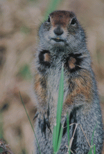 Photodisc: Nature, Wildlife & Environment 