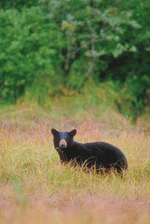 Photodisc: Nature, Wildlife & Environment 