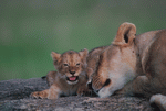 Photodisc: Nature, Wildlife & Environment 