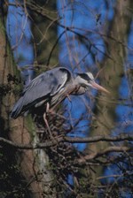 Photodisc: Nature, Wildlife & Environment 