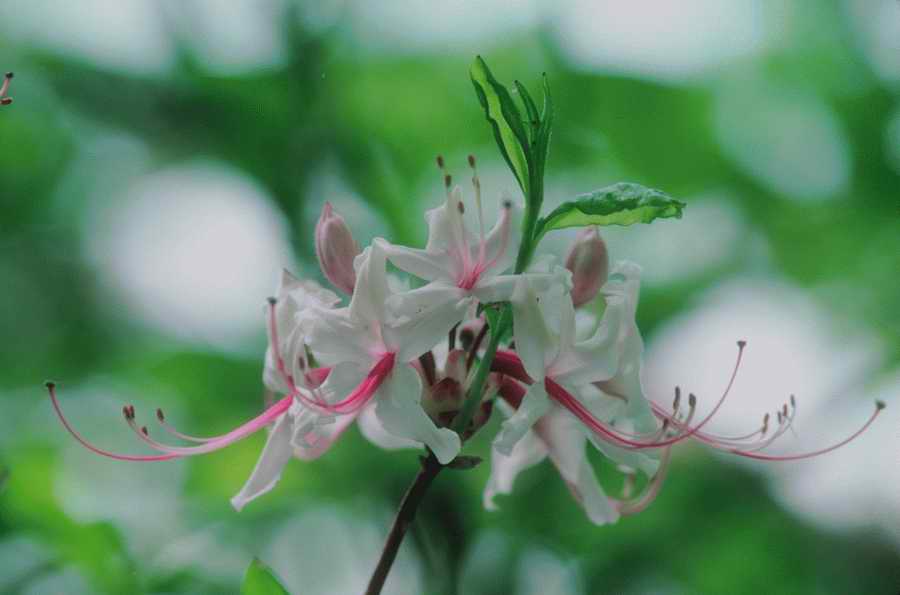 Nature, Wildlife & Environment - Photodisc ></a>
<script language=JavaScript> 
  var txt = 