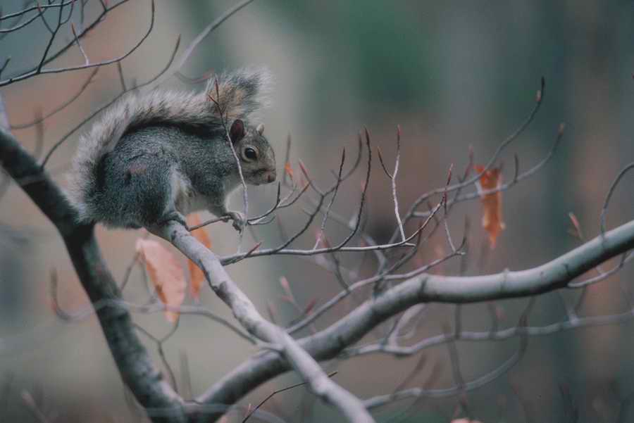 Nature, Wildlife & Environment - Photodisc ></a>
<script language=JavaScript> 
  var txt = 