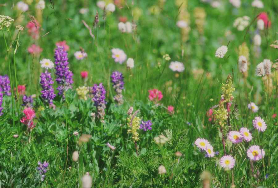 Nature, Wildlife & Environment - Photodisc ></a>
<script language=JavaScript> 
  var txt = 