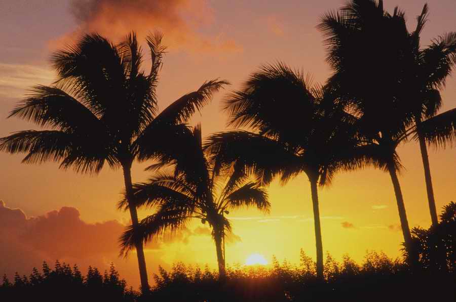 Nature, Wildlife & Environment - Photodisc ></a>
<script language=JavaScript> 
  var txt = 