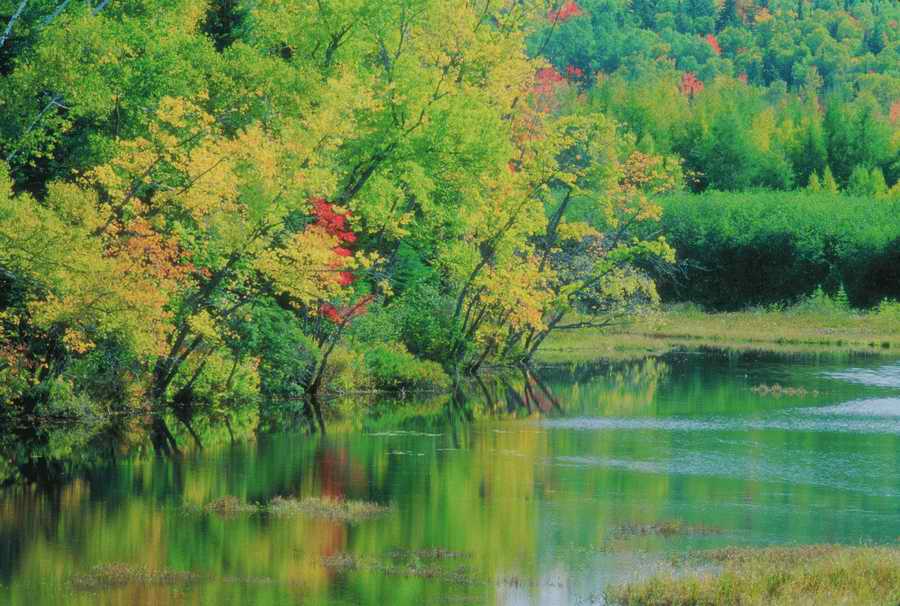 Nature, Wildlife & Environment - Photodisc ></a>
<script language=JavaScript> 
  var txt = 