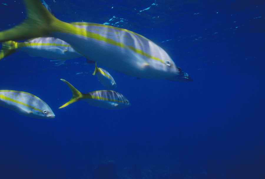 Nature, Wildlife & Environment - Photodisc ></a>
<script language=JavaScript> 
  var txt = 