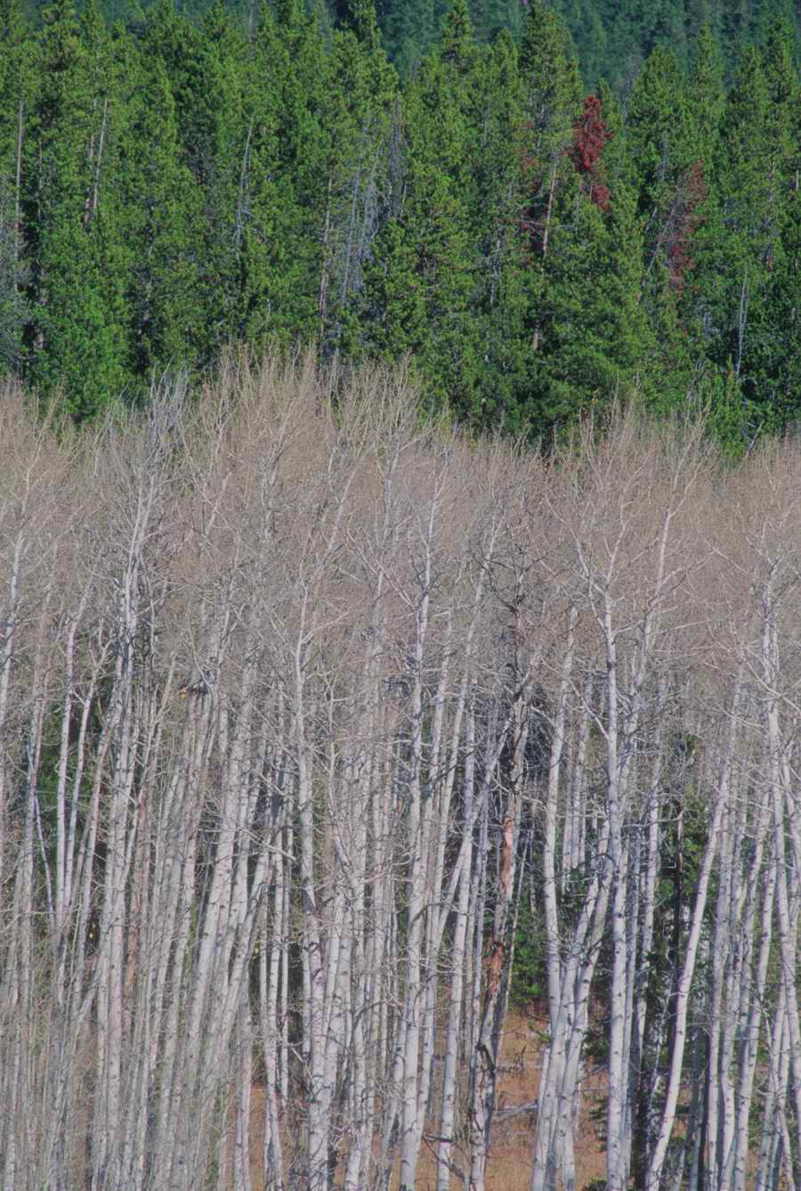 Nature, Wildlife & Environment - Photodisc ></a>
<script language=JavaScript> 
  var txt = 