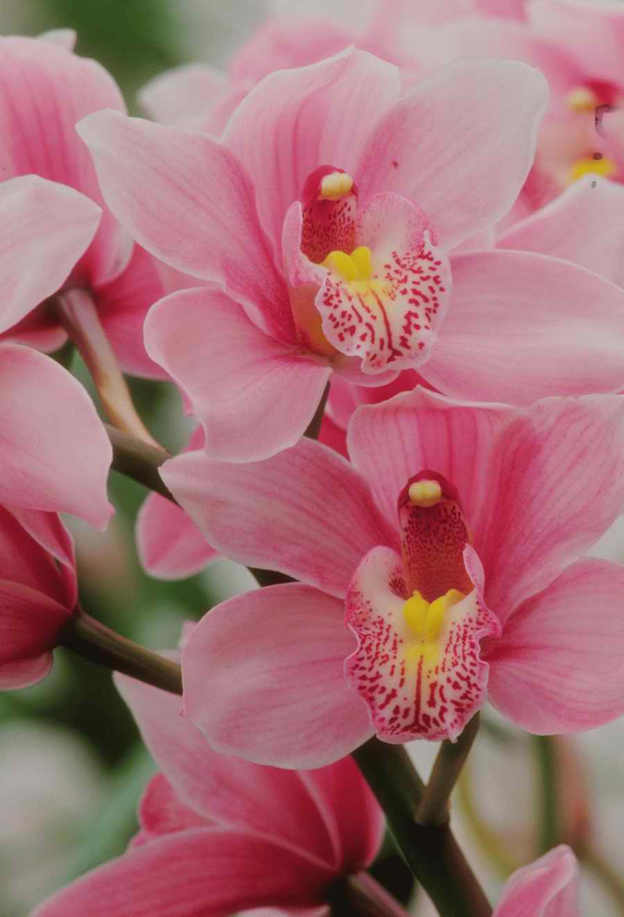 Nature, Wildlife & Environment - Photodisc ></a>
<script language=JavaScript> 
  var txt = 