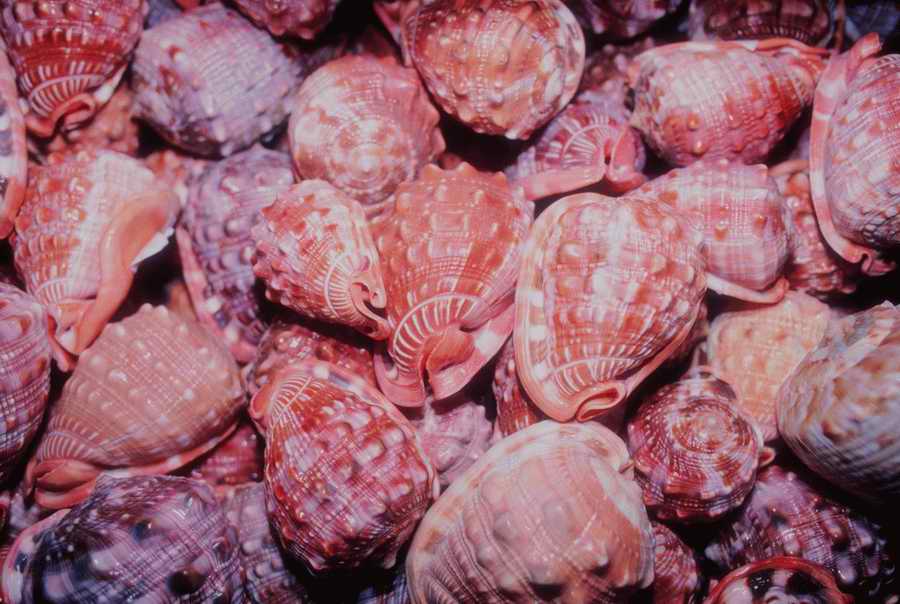 Nature, Wildlife & Environment - Photodisc ></a>
<script language=JavaScript> 
  var txt = 