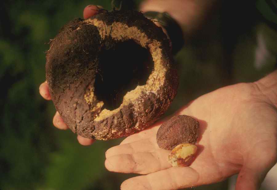 Nature, Wildlife & Environment - Photodisc ></a>
<script language=JavaScript> 
  var txt = 