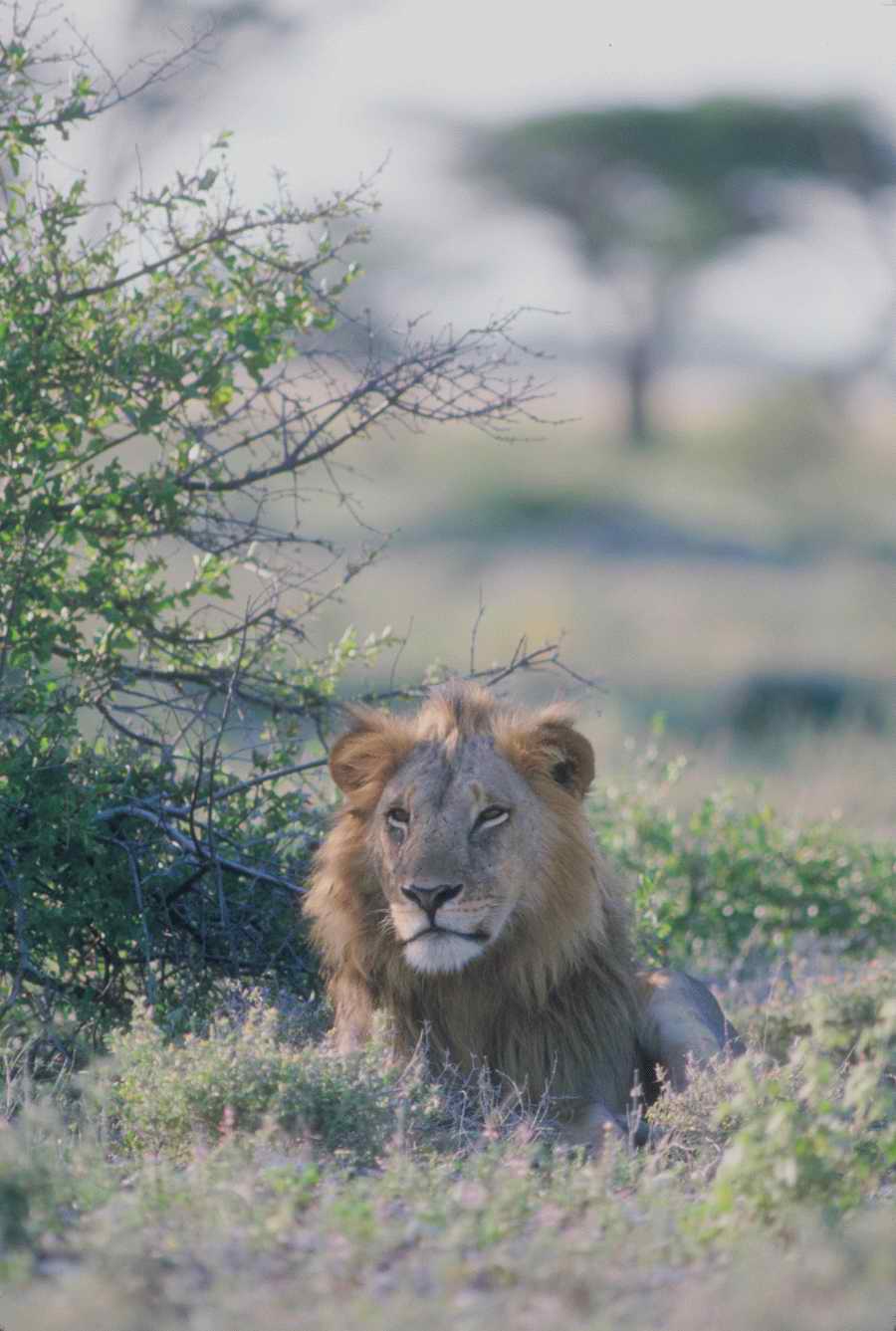 Nature, Wildlife & Environment - Photodisc ></a>
<script language=JavaScript> 
  var txt = 