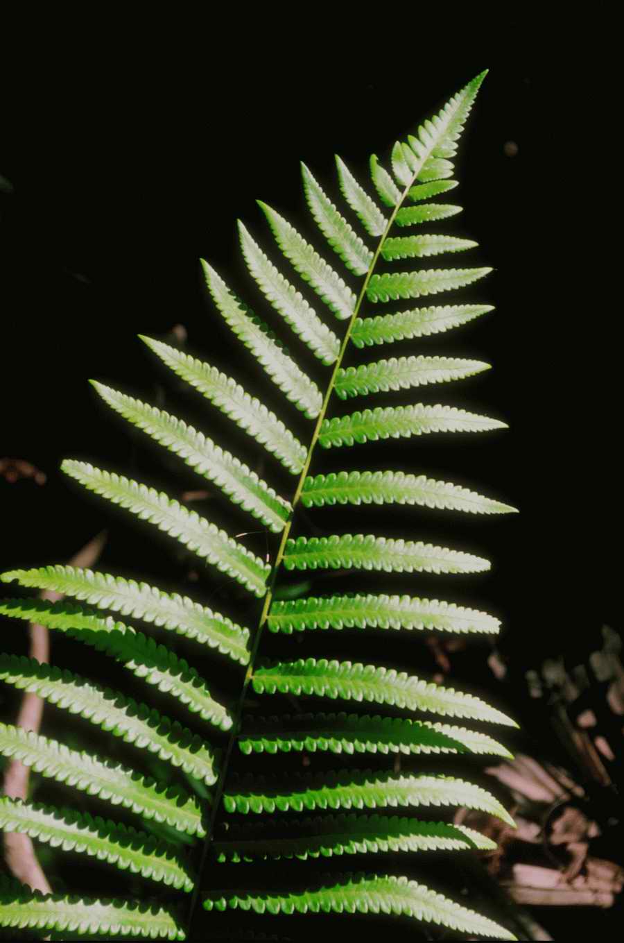 Nature, Wildlife & Environment - Photodisc ></a>
<script language=JavaScript> 
  var txt = 