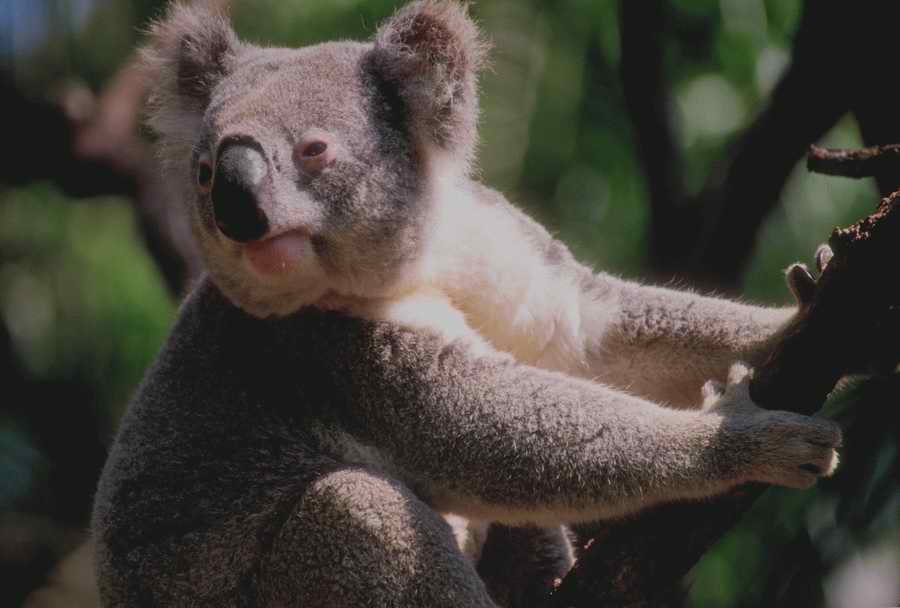 Nature, Wildlife & Environment - Photodisc ></a>
<script language=JavaScript> 
  var txt = 