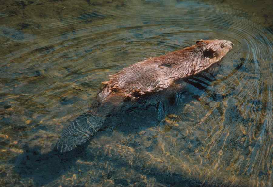 Nature, Wildlife & Environment - Photodisc ></a>
<script language=JavaScript> 
  var txt = 