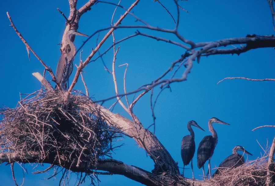 Nature, Wildlife & Environment - Photodisc ></a>
<script language=JavaScript> 
  var txt = 