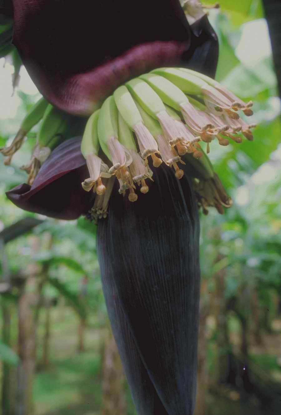 Nature, Wildlife & Environment - Photodisc ></a>
<script language=JavaScript> 
  var txt = 