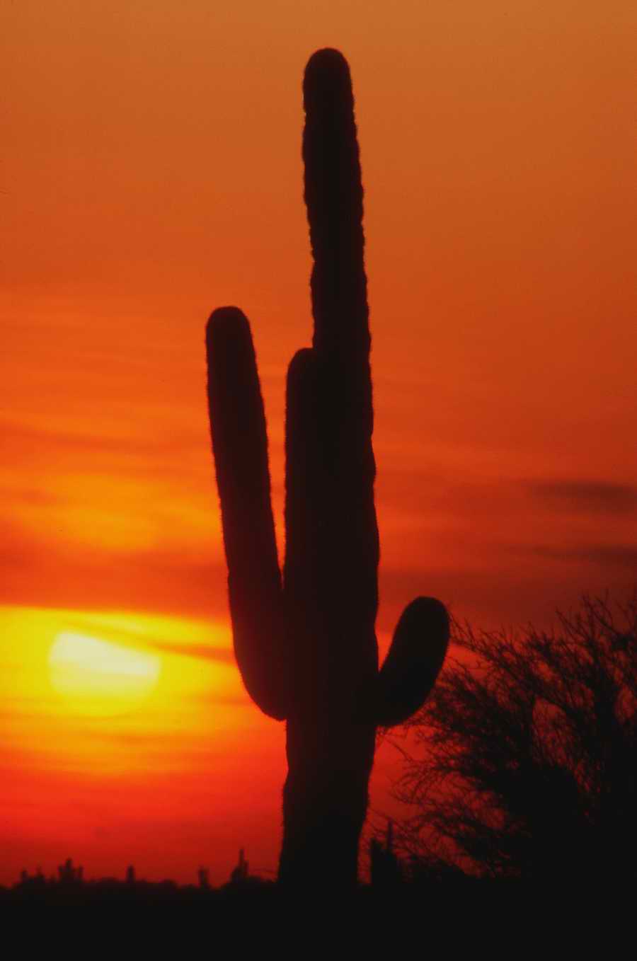 Nature, Wildlife & Environment - Photodisc ></a>
<script language=JavaScript> 
  var txt = 