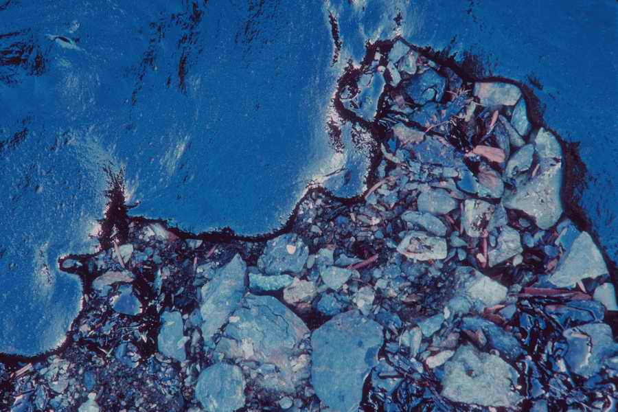 Nature, Wildlife & Environment - Photodisc ></a>
<script language=JavaScript> 
  var txt = 